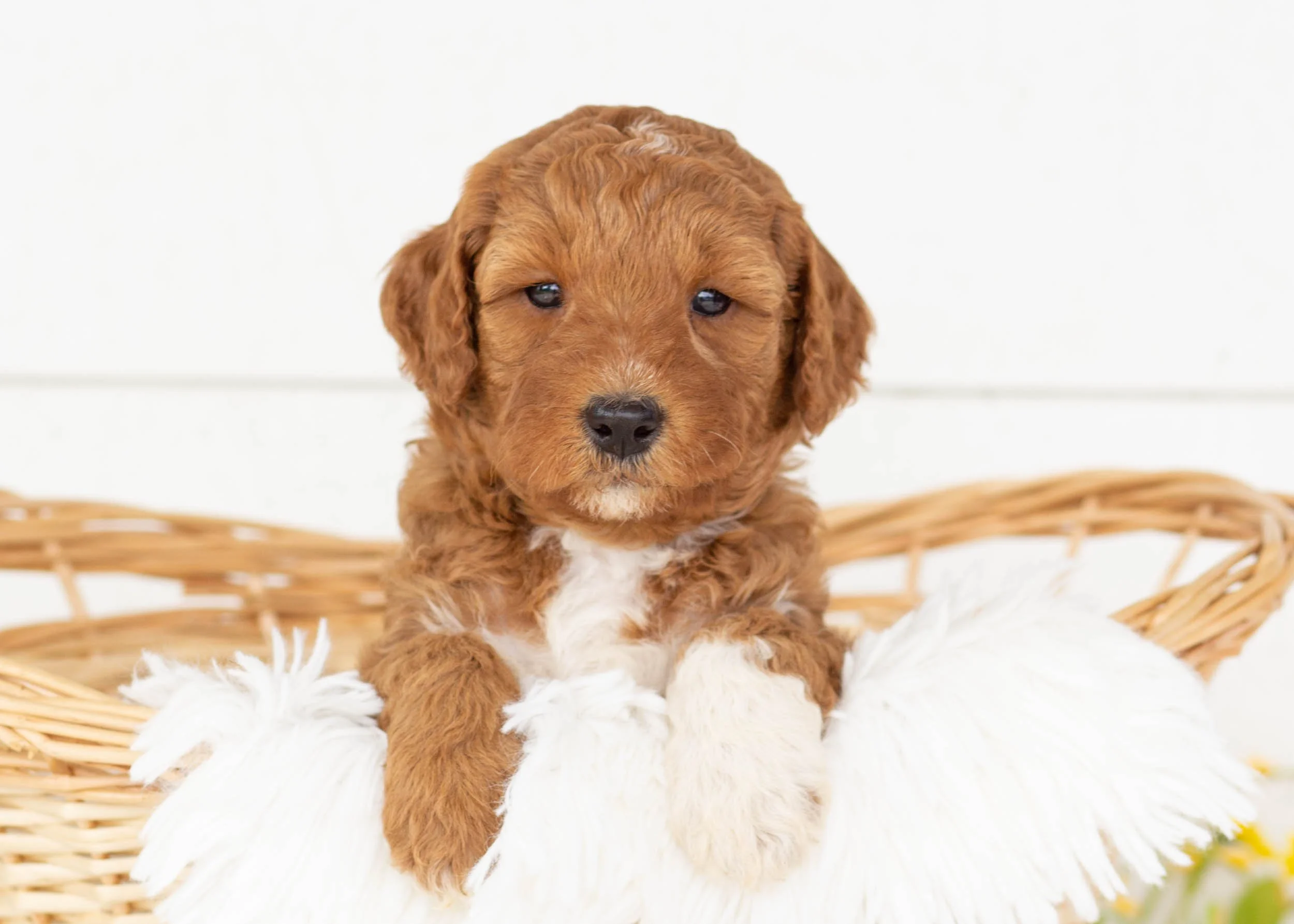 Funnel Cake Goldendoodle for sale(3).jpg