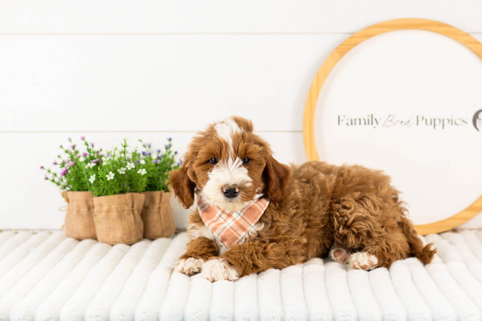 Horatio goldendoodle for sale.jpg