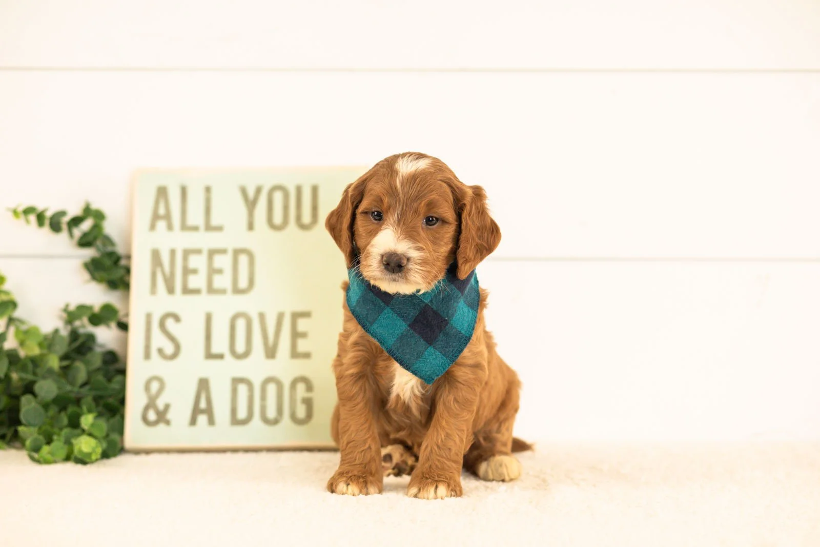 Abel goldendoodle for sale.jpg