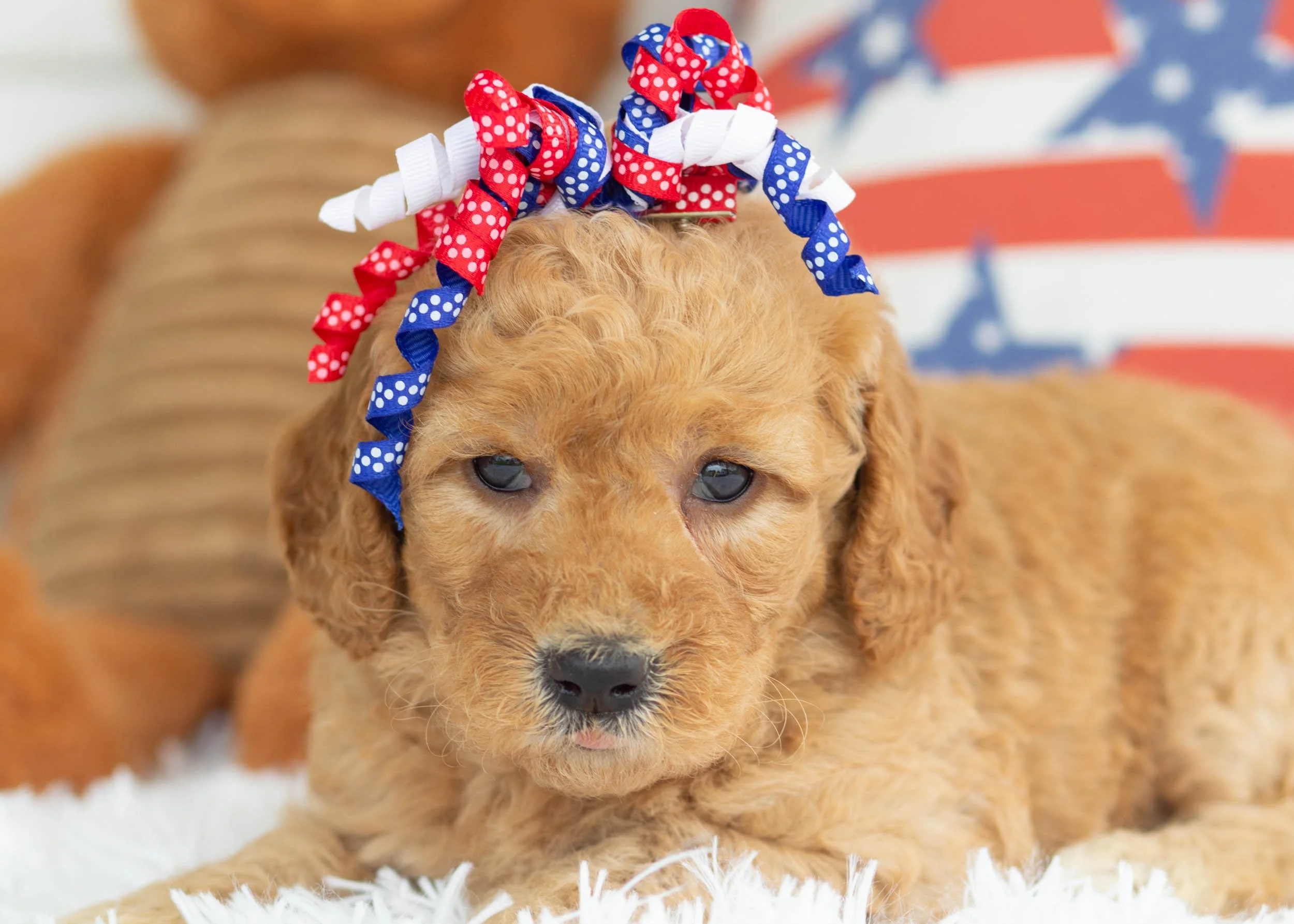 Cheeto Goldendoodle For Sale(1).jpg