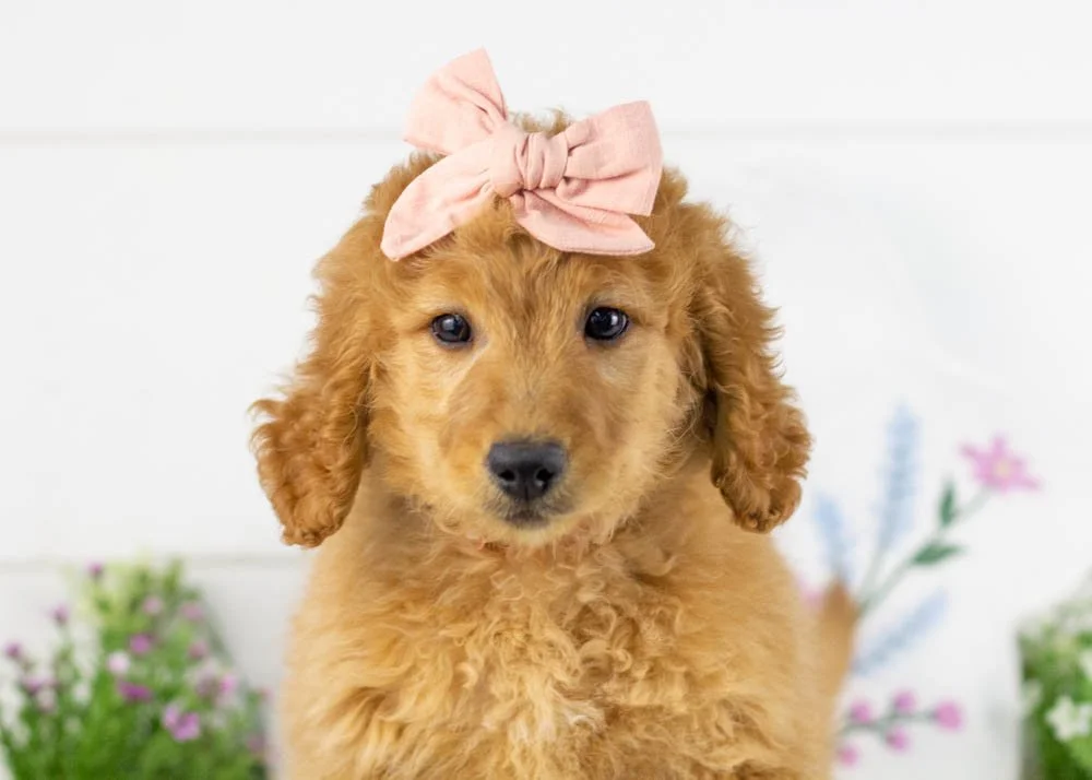 goldendoodle for sale