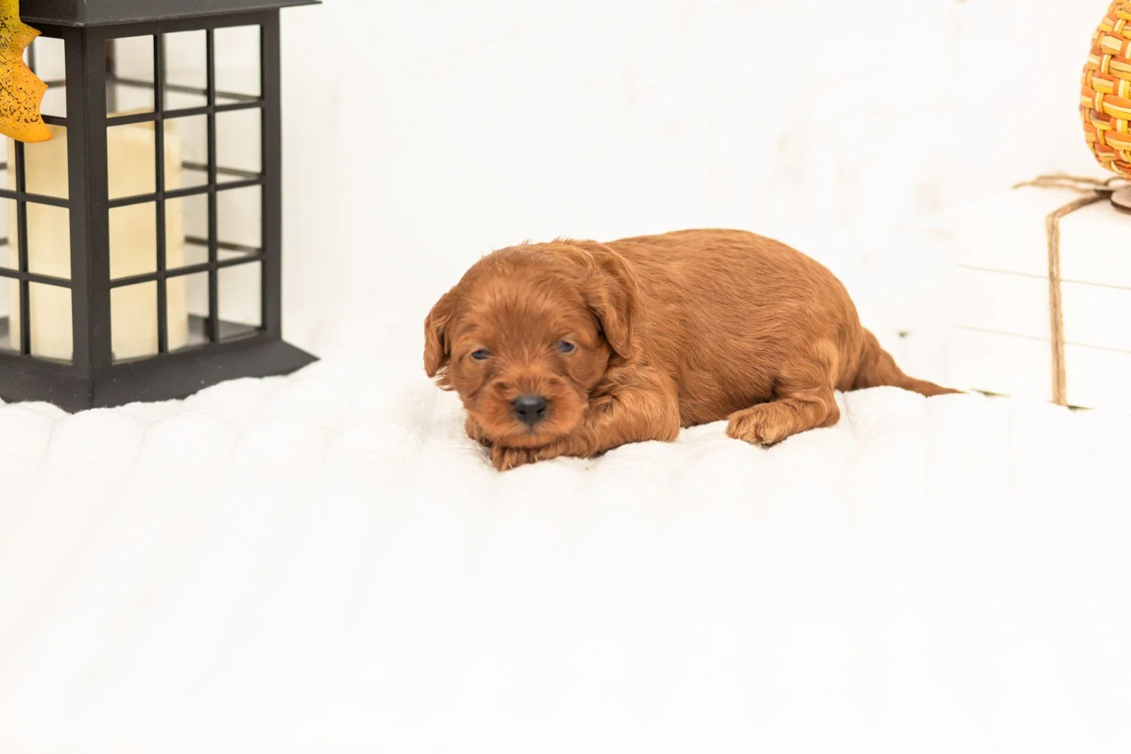 Stan goldendoodle for sale 5.jpg