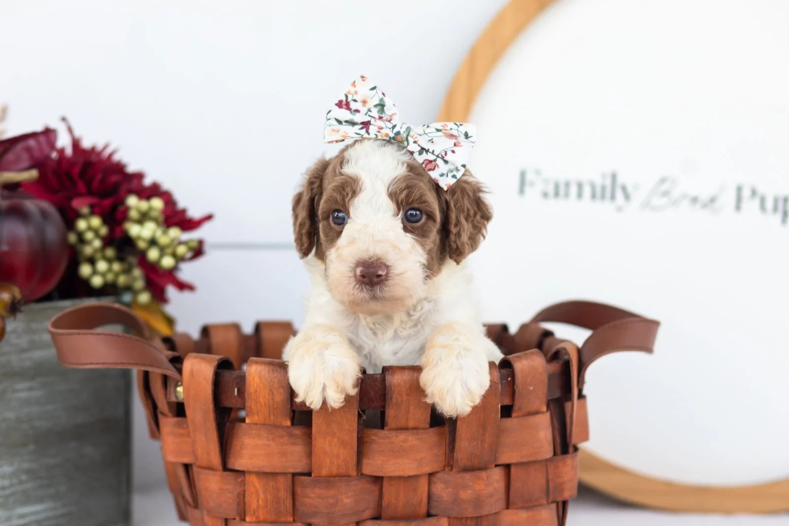 Laurie goldendoodle for sale(4).jpg