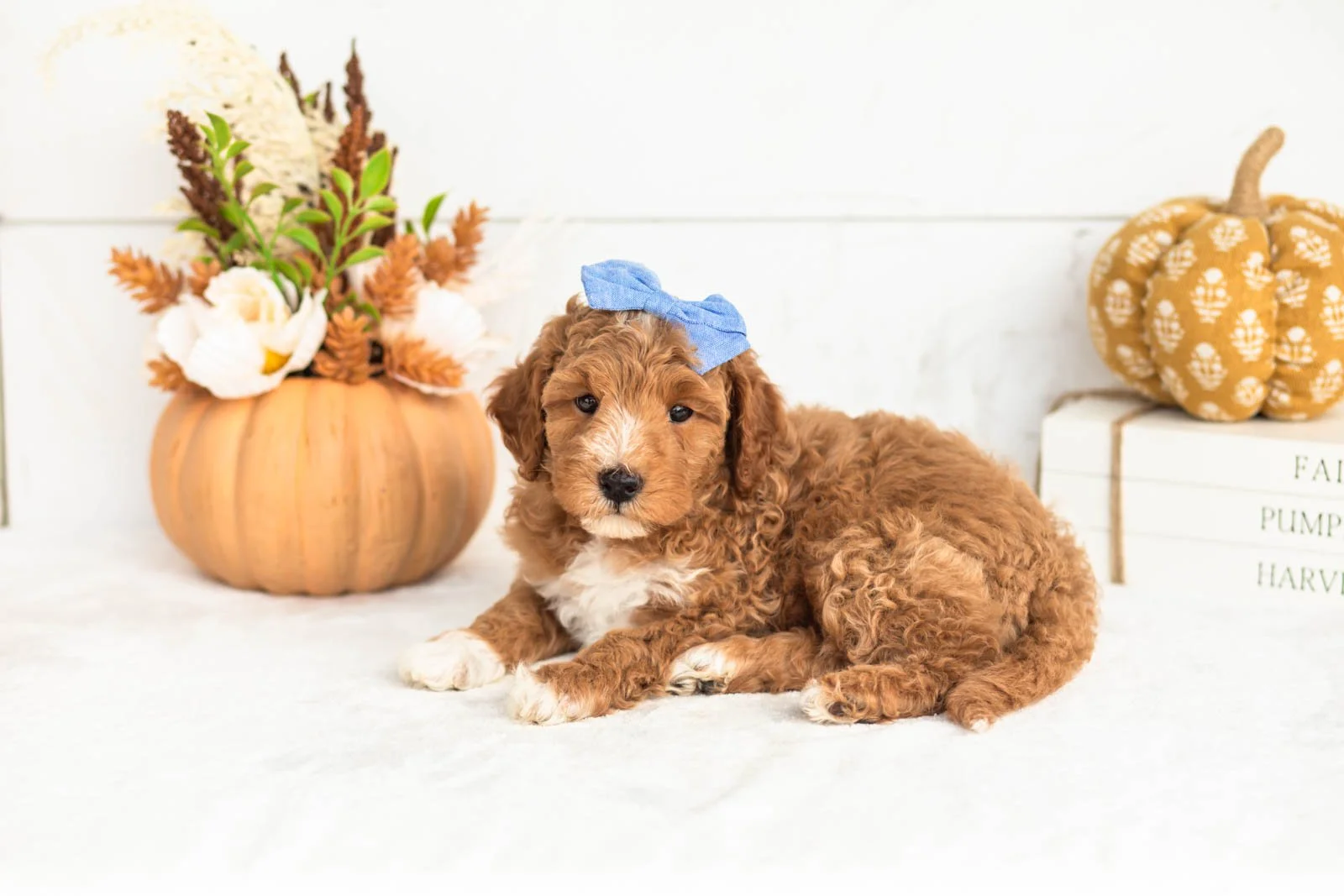 Jade goldendoodle for sale 5.jpg