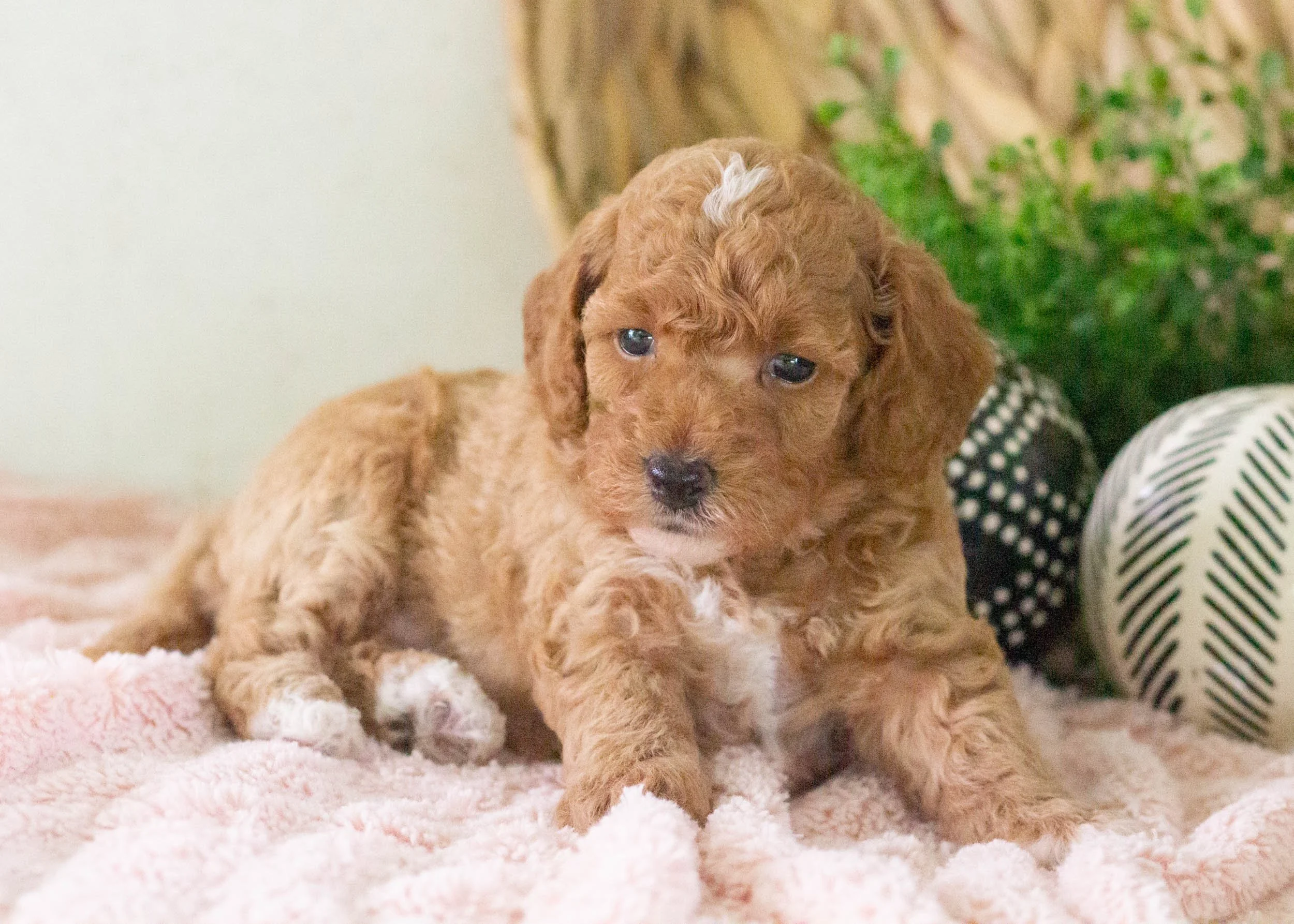 Tara Goldendoodle For Sale(1).jpg