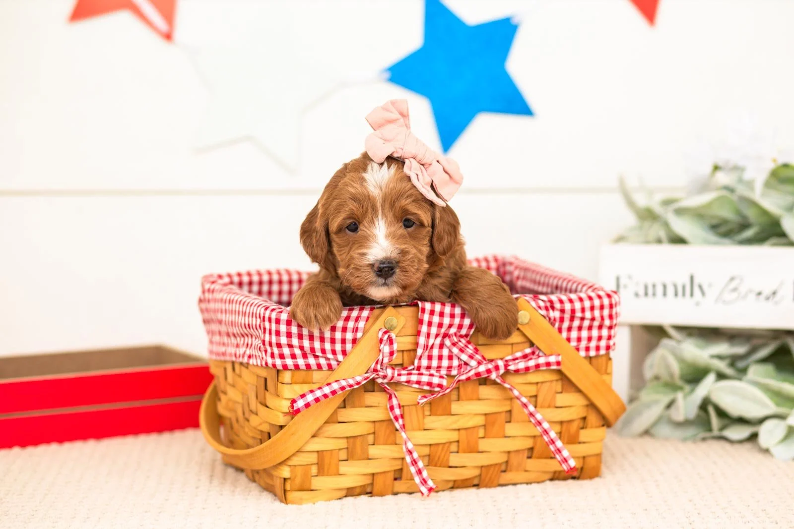 leia goldendoodle for sale(3).jpg