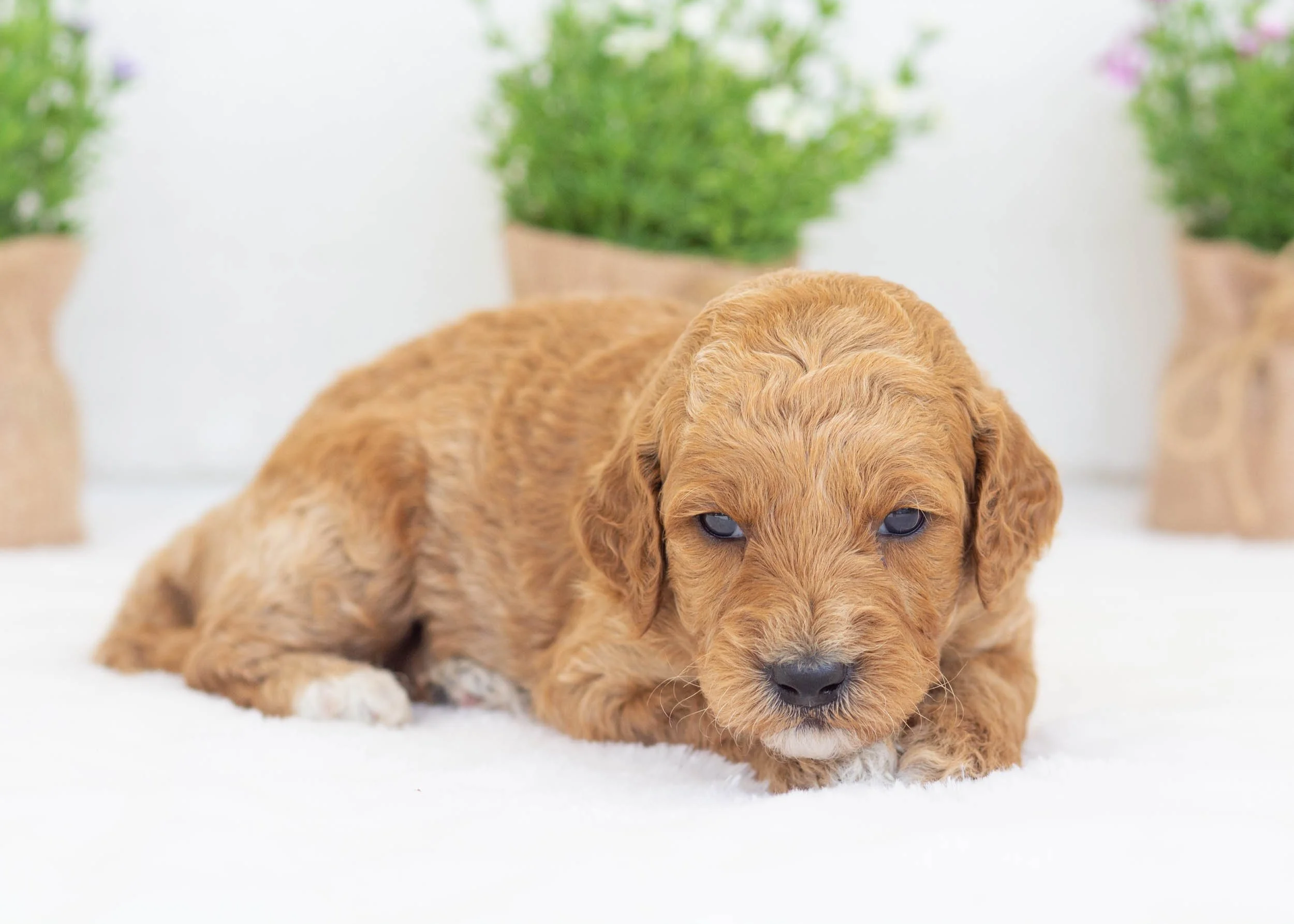 Bunker goldendoodle for sale(2).jpg