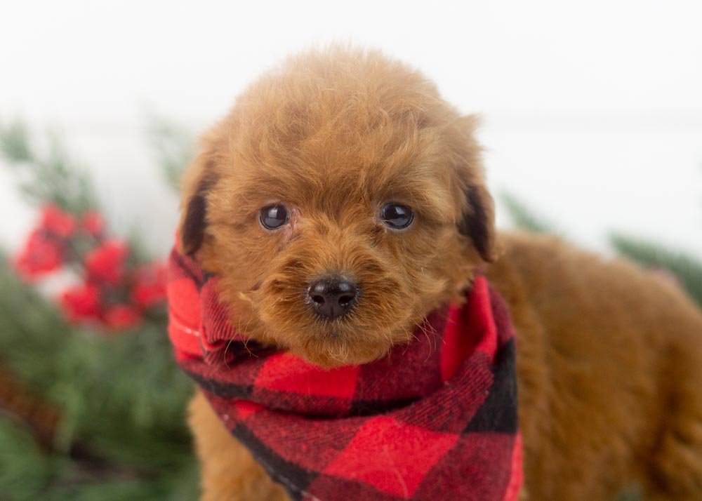 Rain goldendoodle for sale(1).jpg