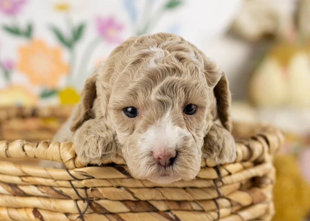 goldendoodle for sale