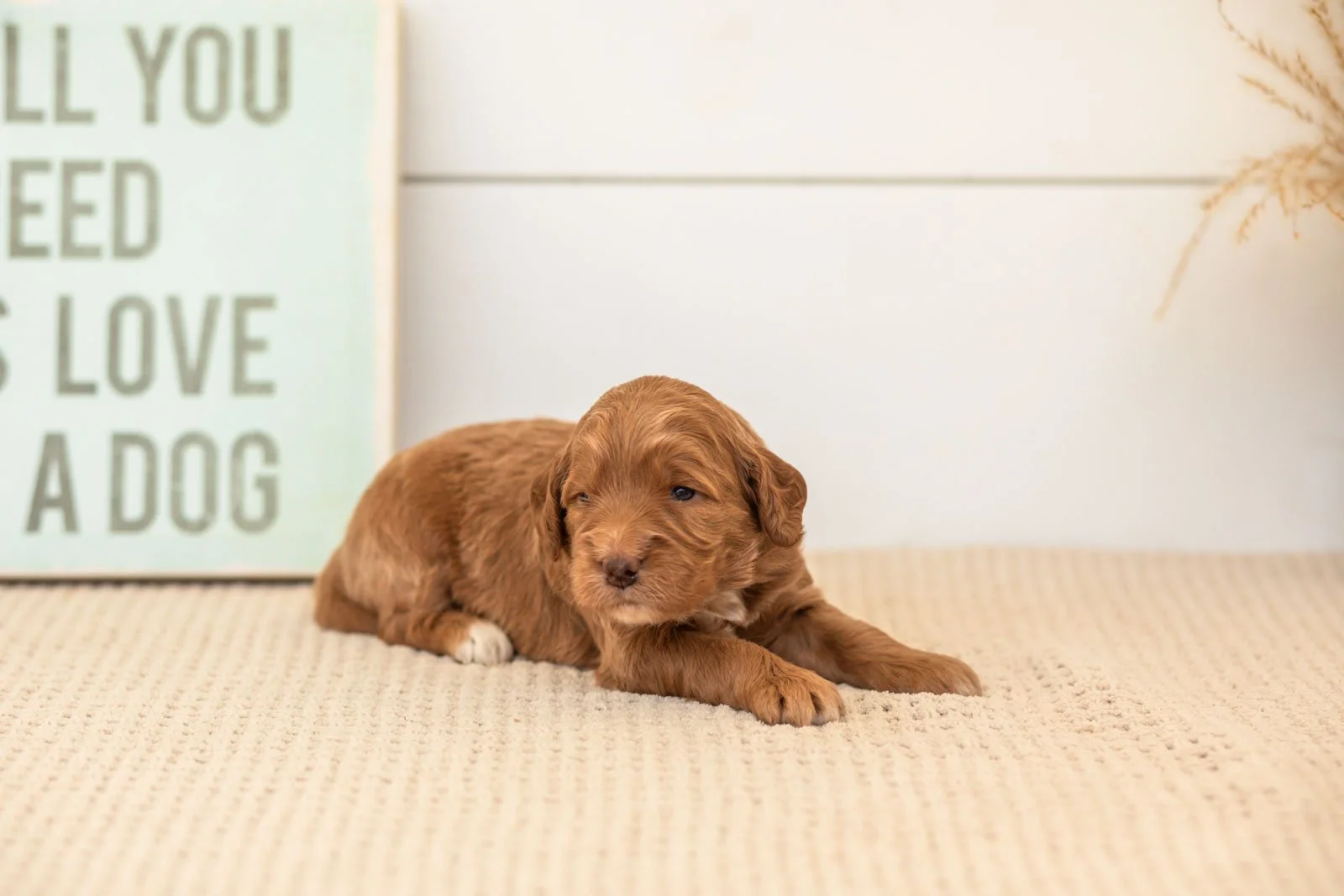 Belle goldendoodle for sale(1).jpg