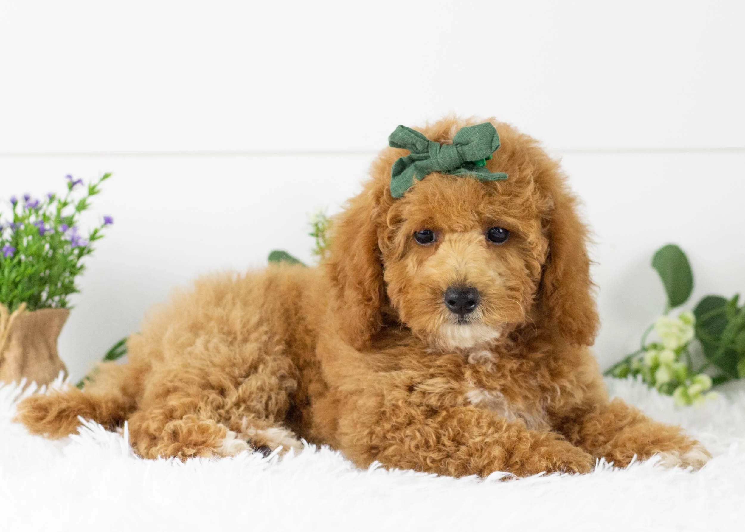 Tara goldendoodle for sale(2).jpg
