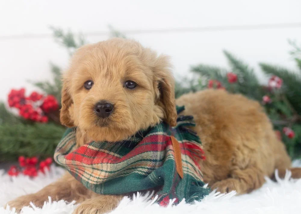 Foggy goldendoodle for sale.jpg