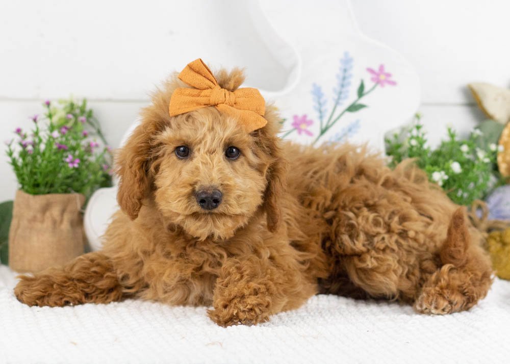 bingo goldendoodle for sale.jpg