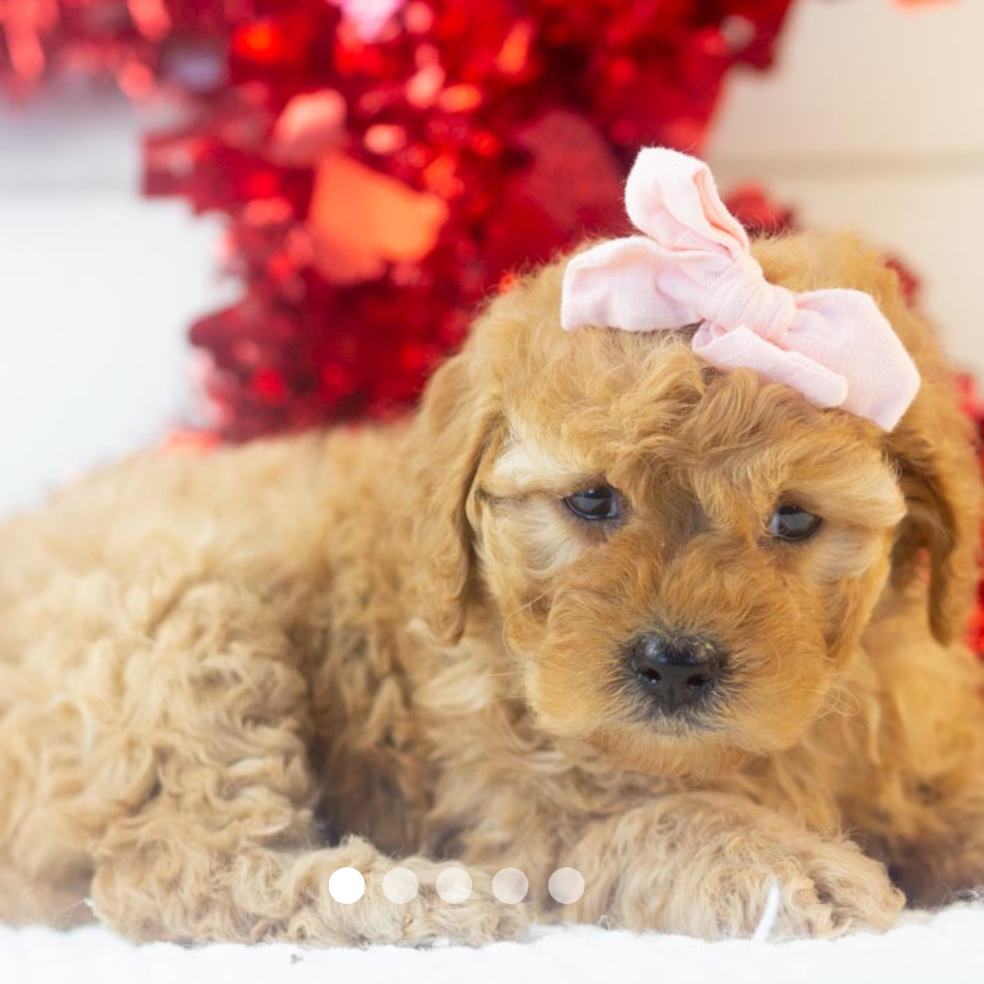 Copy of FBP Design.png