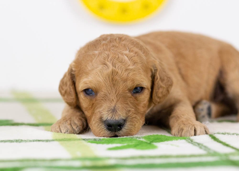 nate goldendoodle for sale(3).jpg