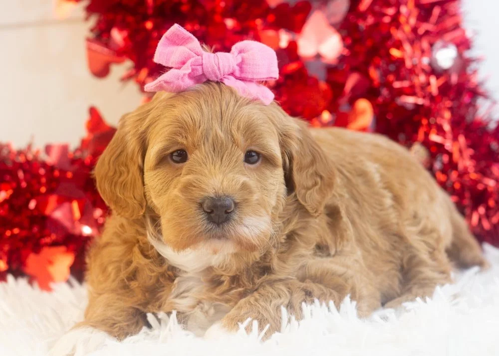 Vienna goldendoodle for sale.jpg
