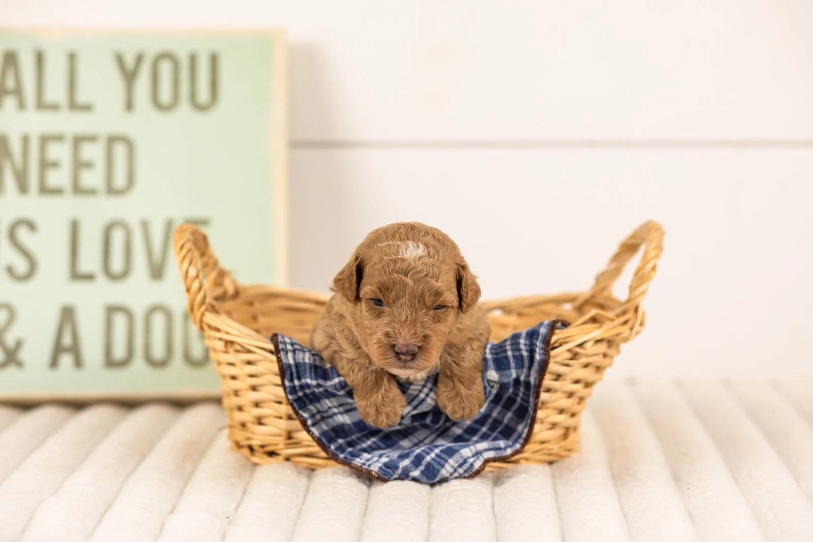 Oriole goldendoodle for sale(3).jpg