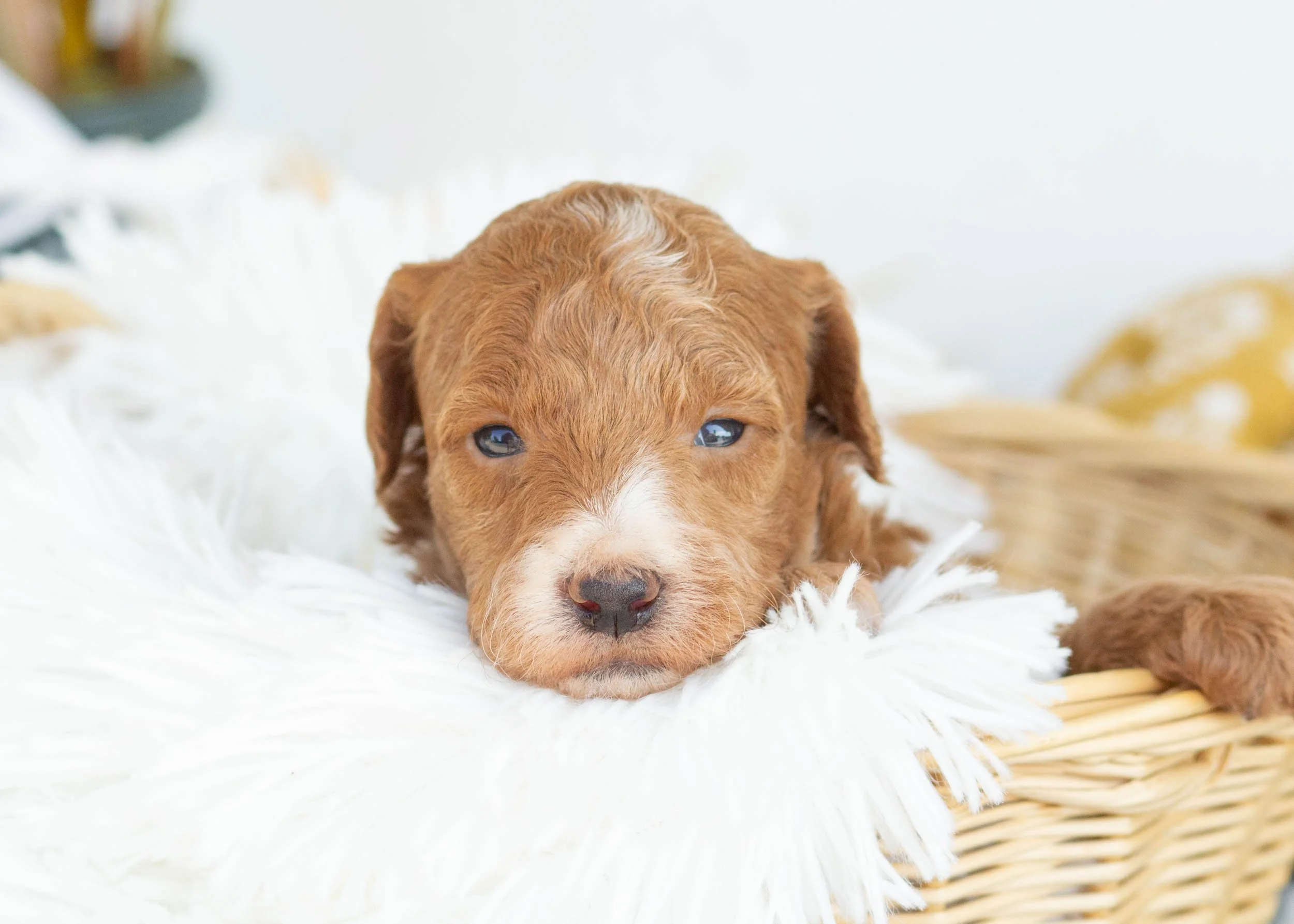 goldendoodle for sale Gala.jpg