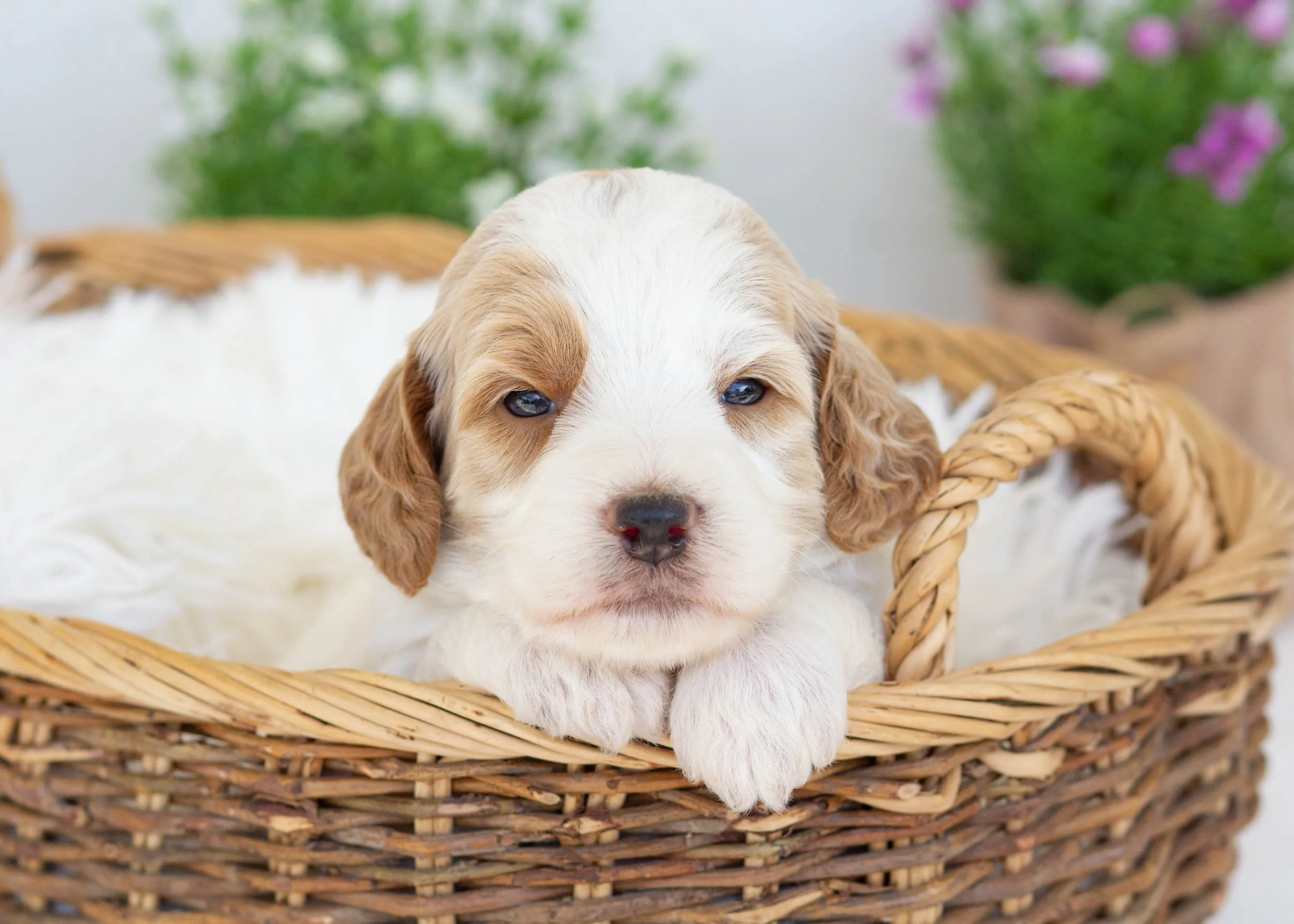 Wedge goldendoodle for sale3.jpg