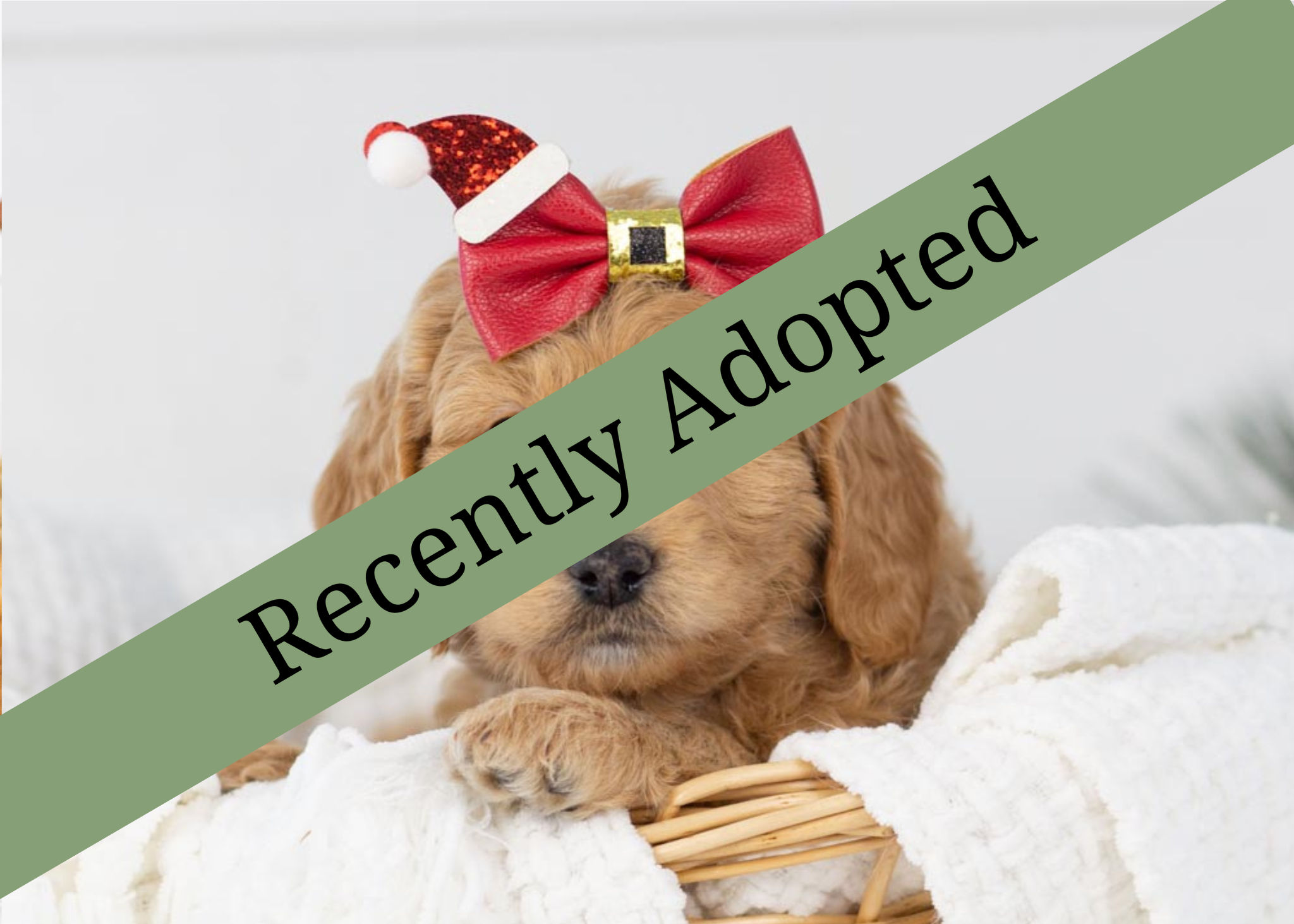 goldendoodle for sale