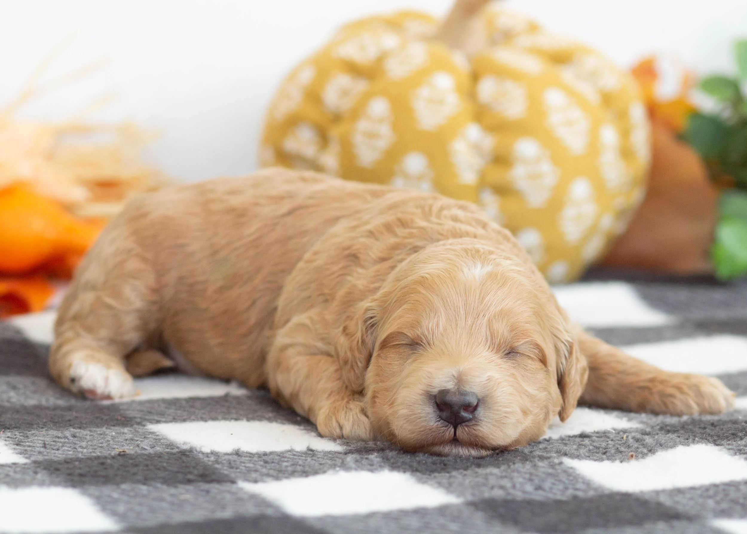 Levi goldendoodle for sale(3).jpg