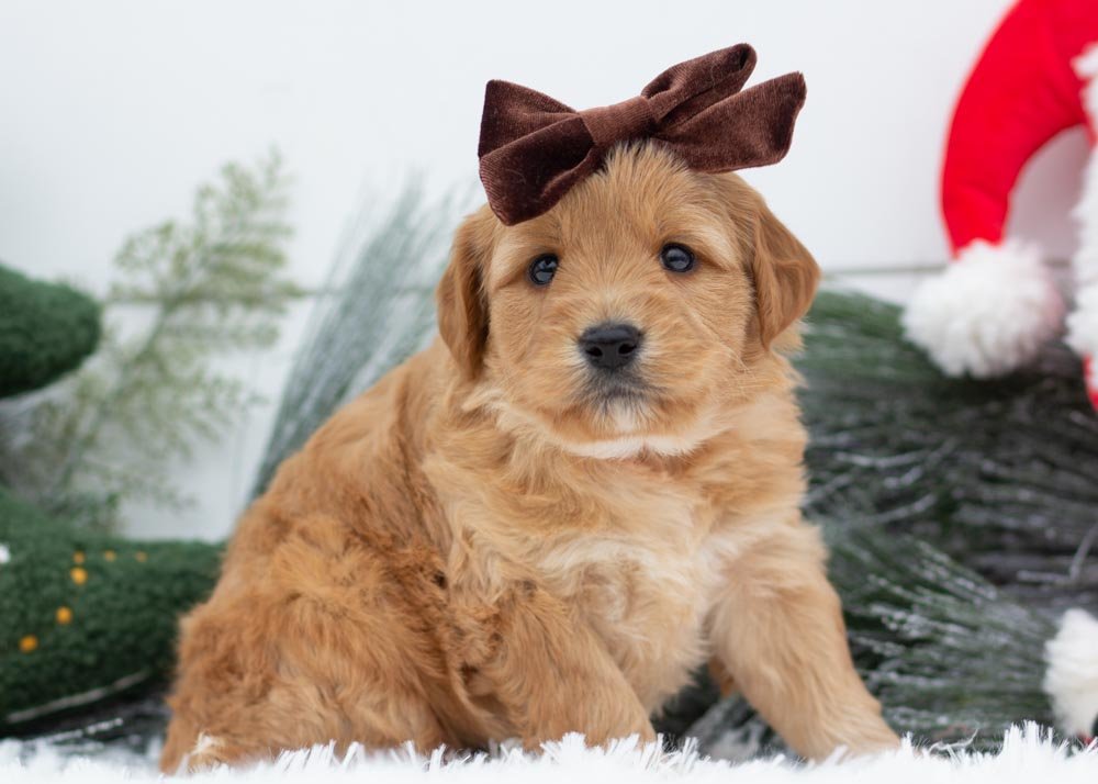 Pecan Pie goldendoodles for sale(2).jpg