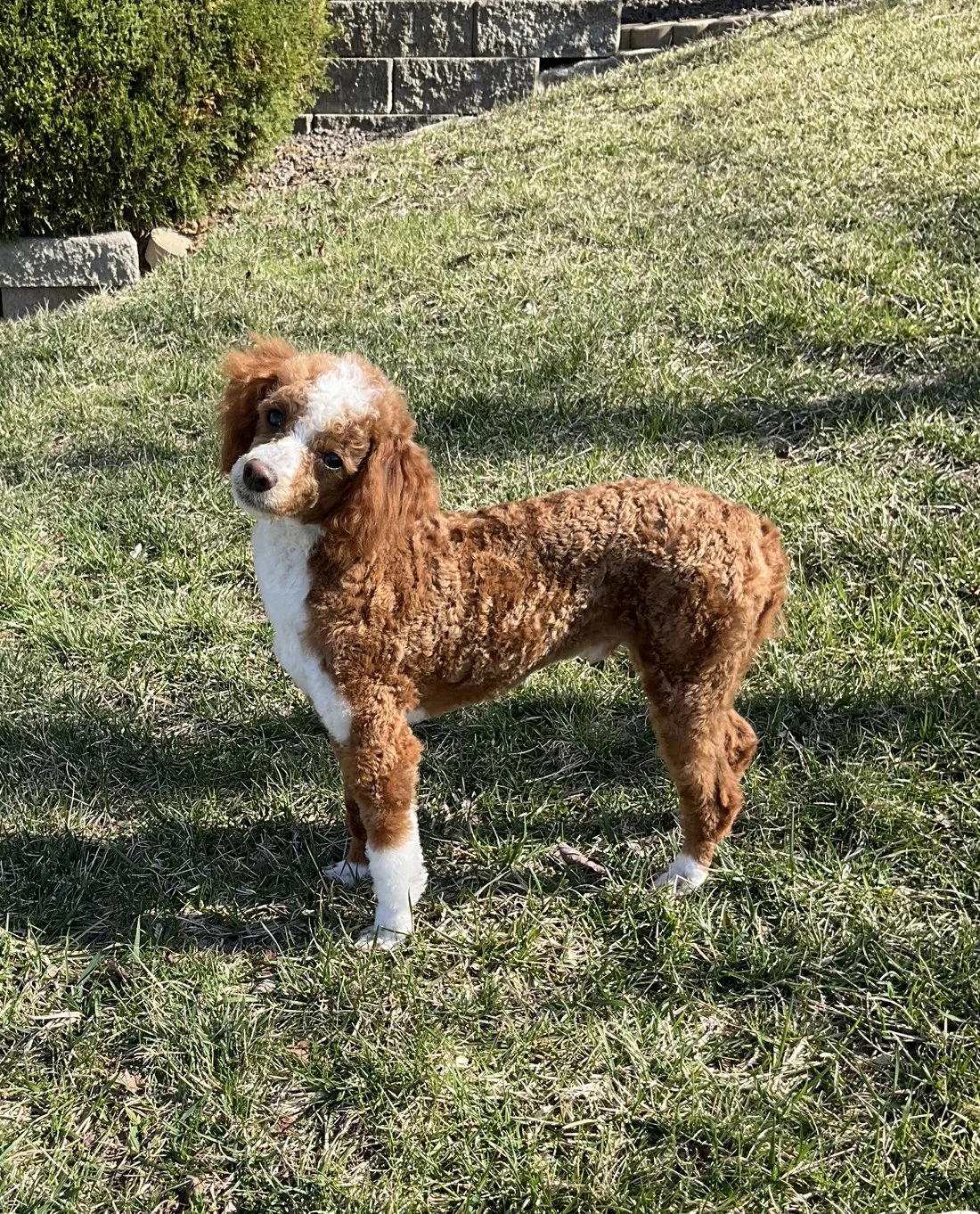 poodle