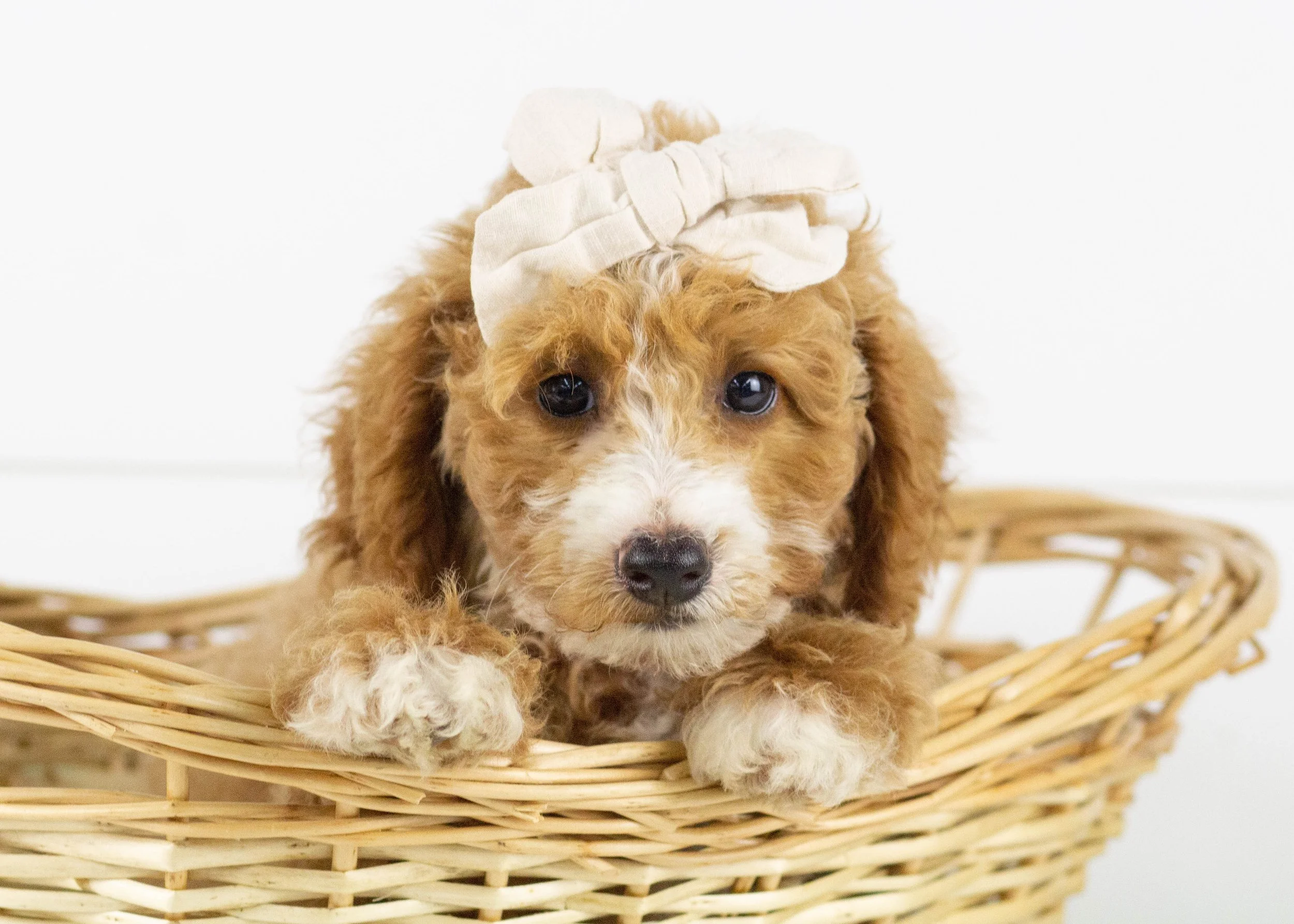 Tina Goldendoodle for sale.jpg