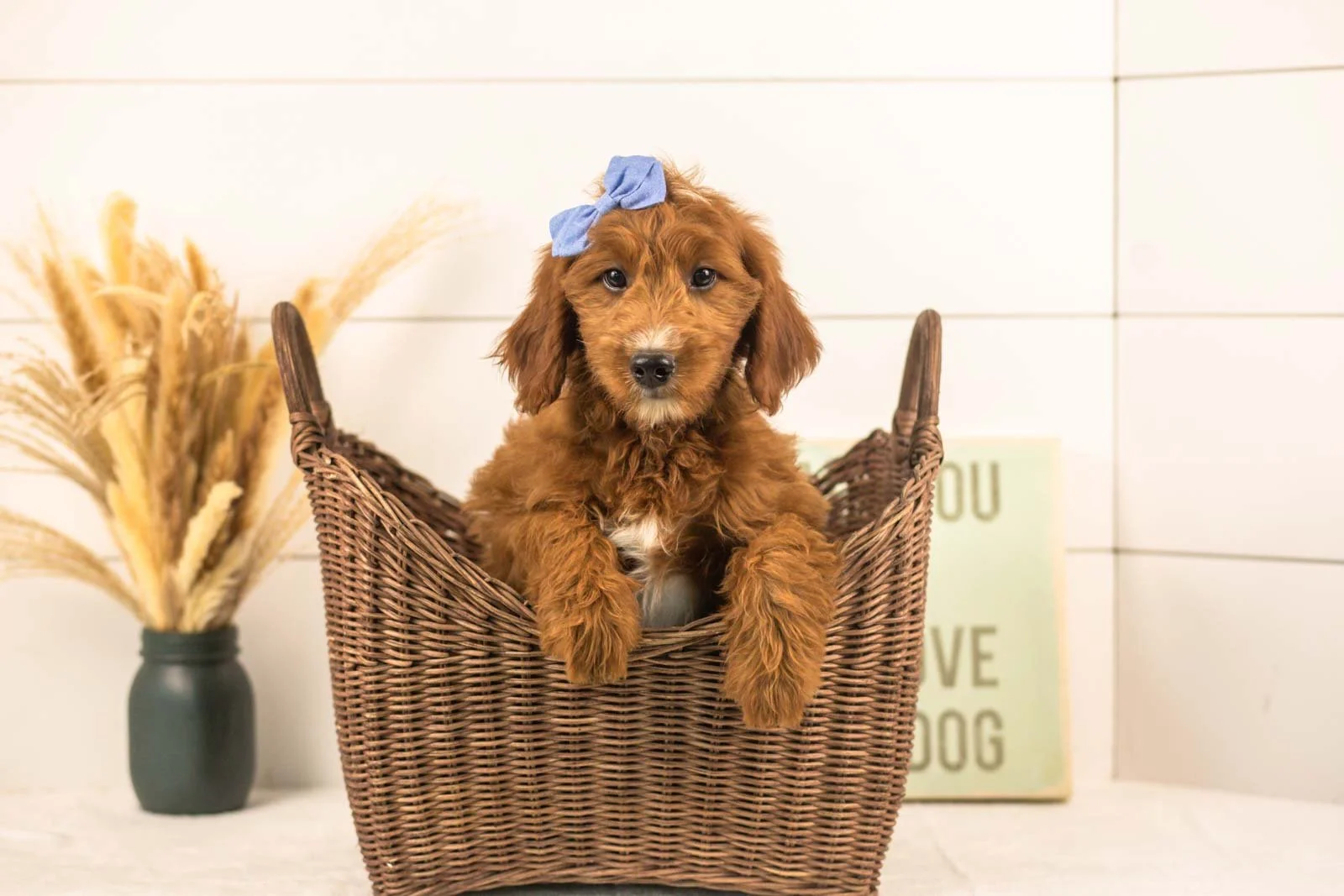 Jiggly goldendoodle for sale.jpg