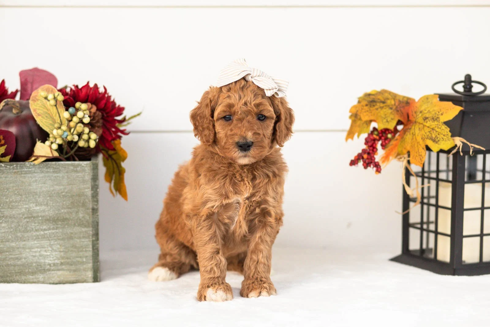 Lottie goldendoodle for sale(3).jpg