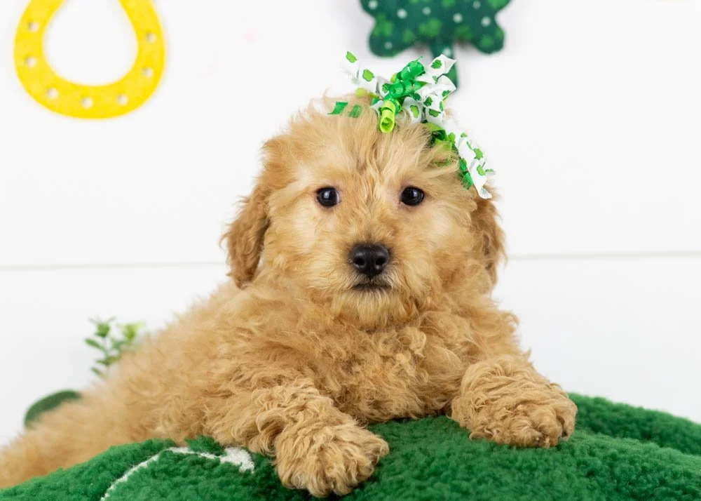 goldendoodle for sale