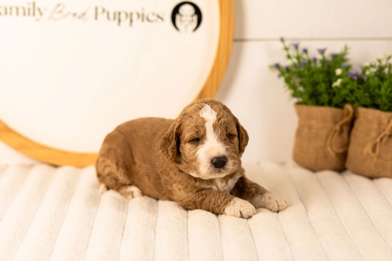 Lindsey goldendoodle for sale.jpg