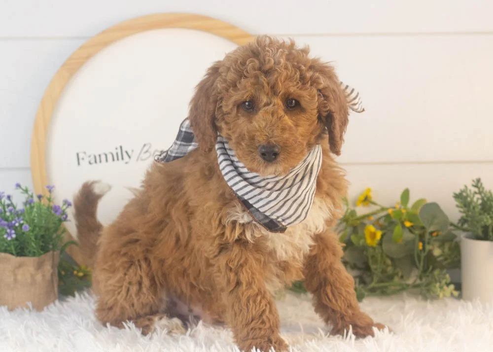 Bandit goldendoodle for sale.jpg