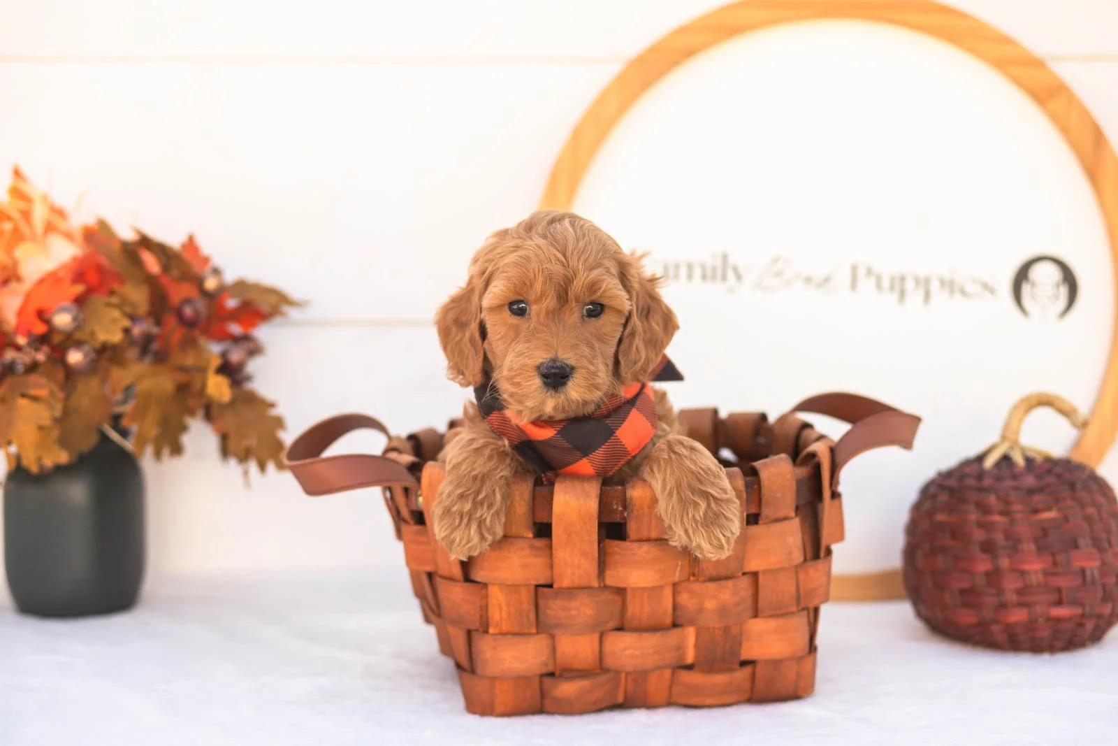 Emmanuel goldendoodle for sale 1.jpg