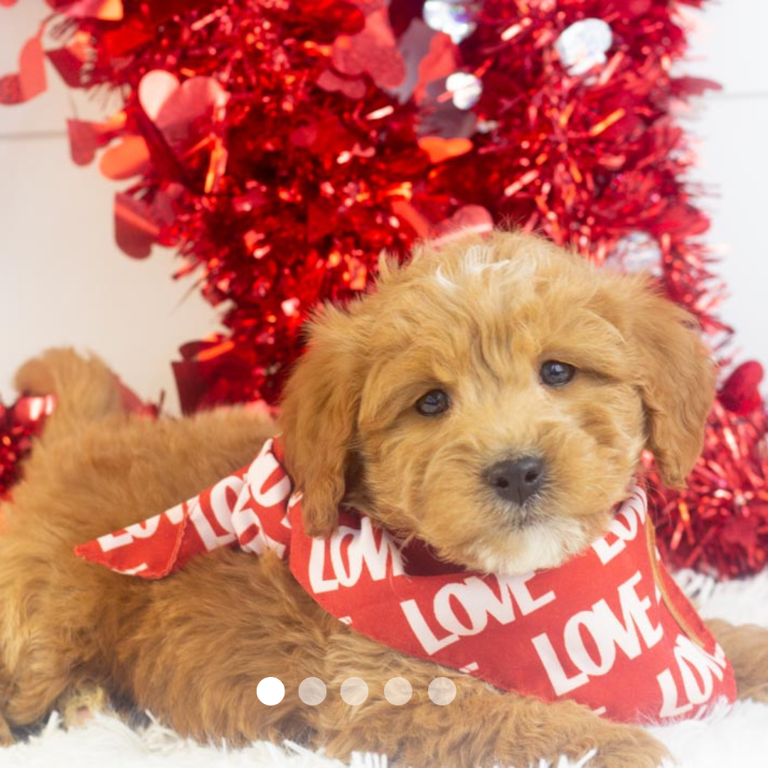 Copy of FBP Design.png