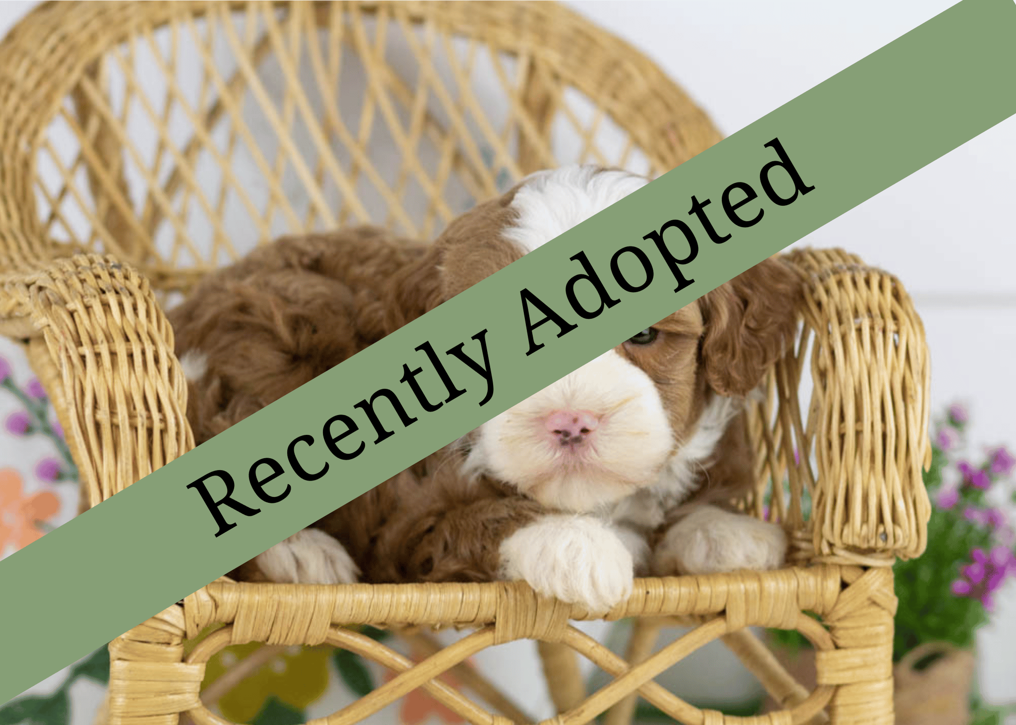 goldendoodle for sale