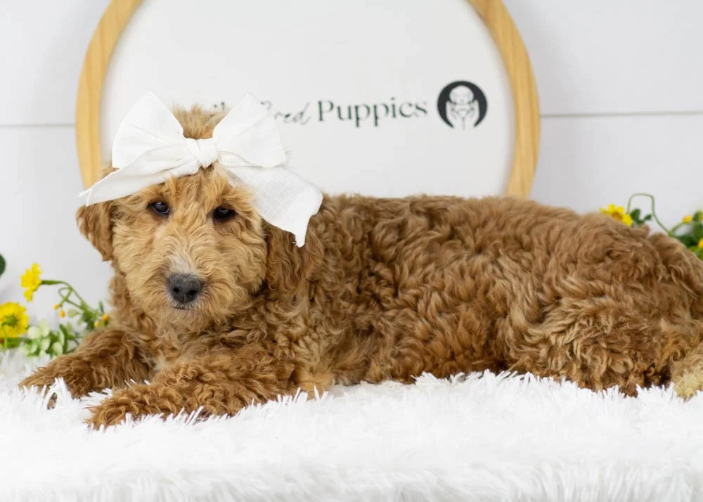 Fox goldendoodle for sale(1).jpg