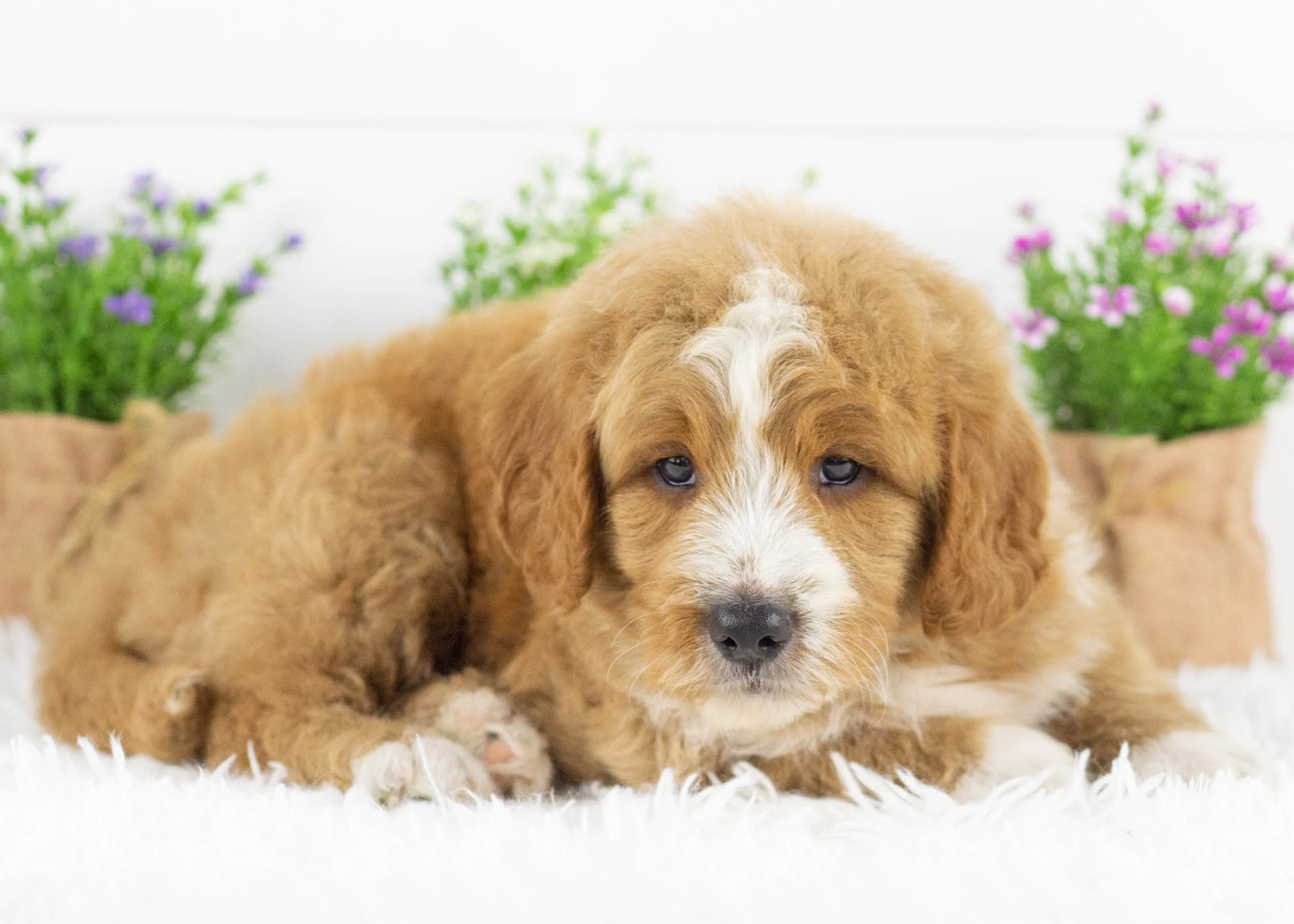Eagle goldendoodle for sale(3).jpg