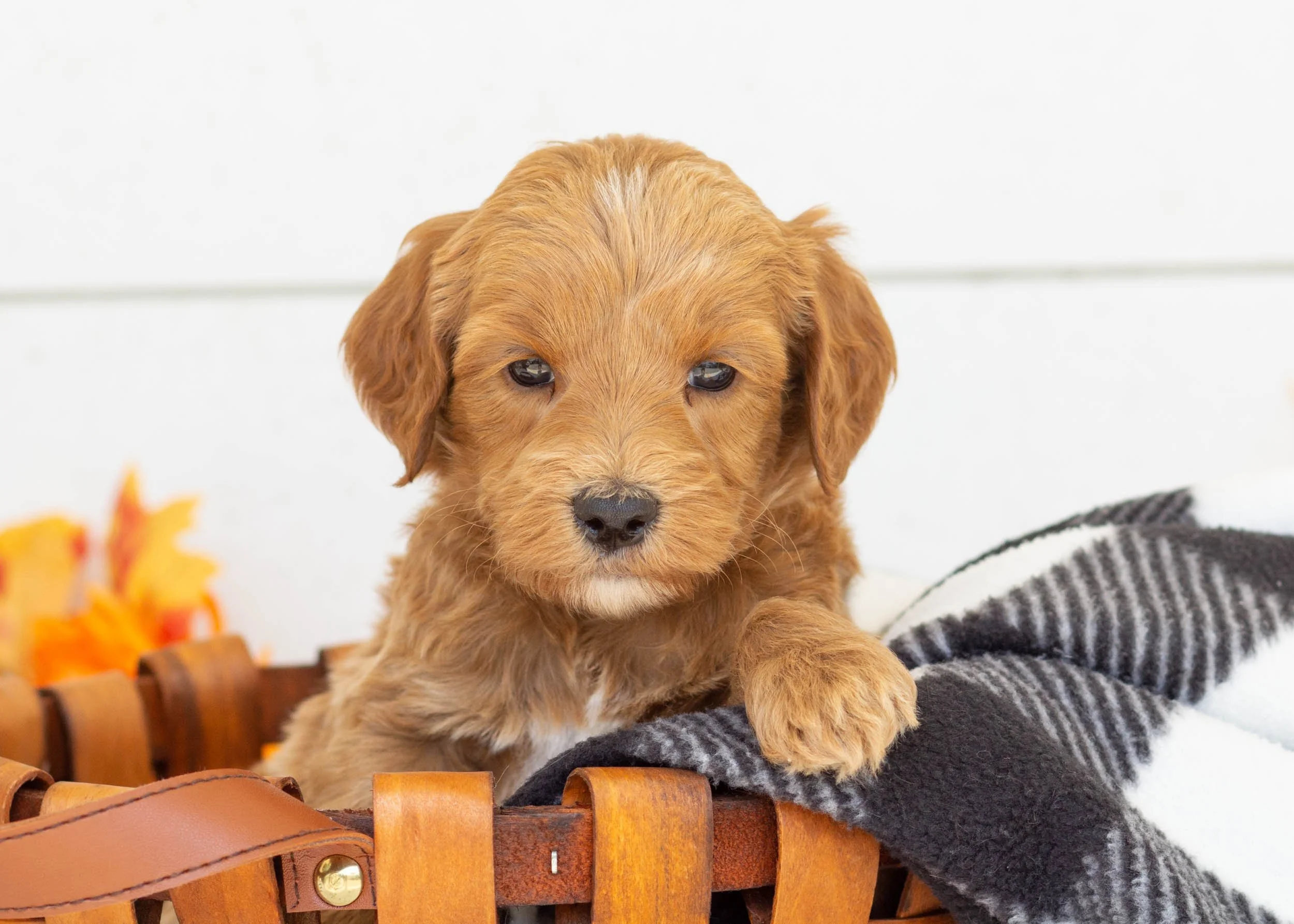 Bogey goldendoodle for sale(2).jpg