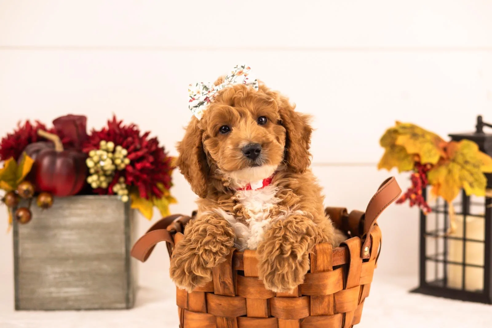 Flora goldendoodle for sale 5.jpg