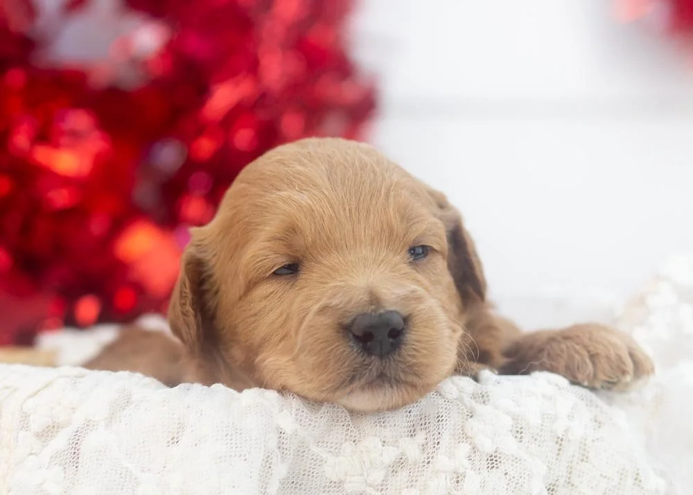 goldendoodle for sale