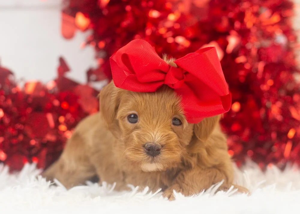 Doug 12-20-25 Eleven 2.22-3.jpg