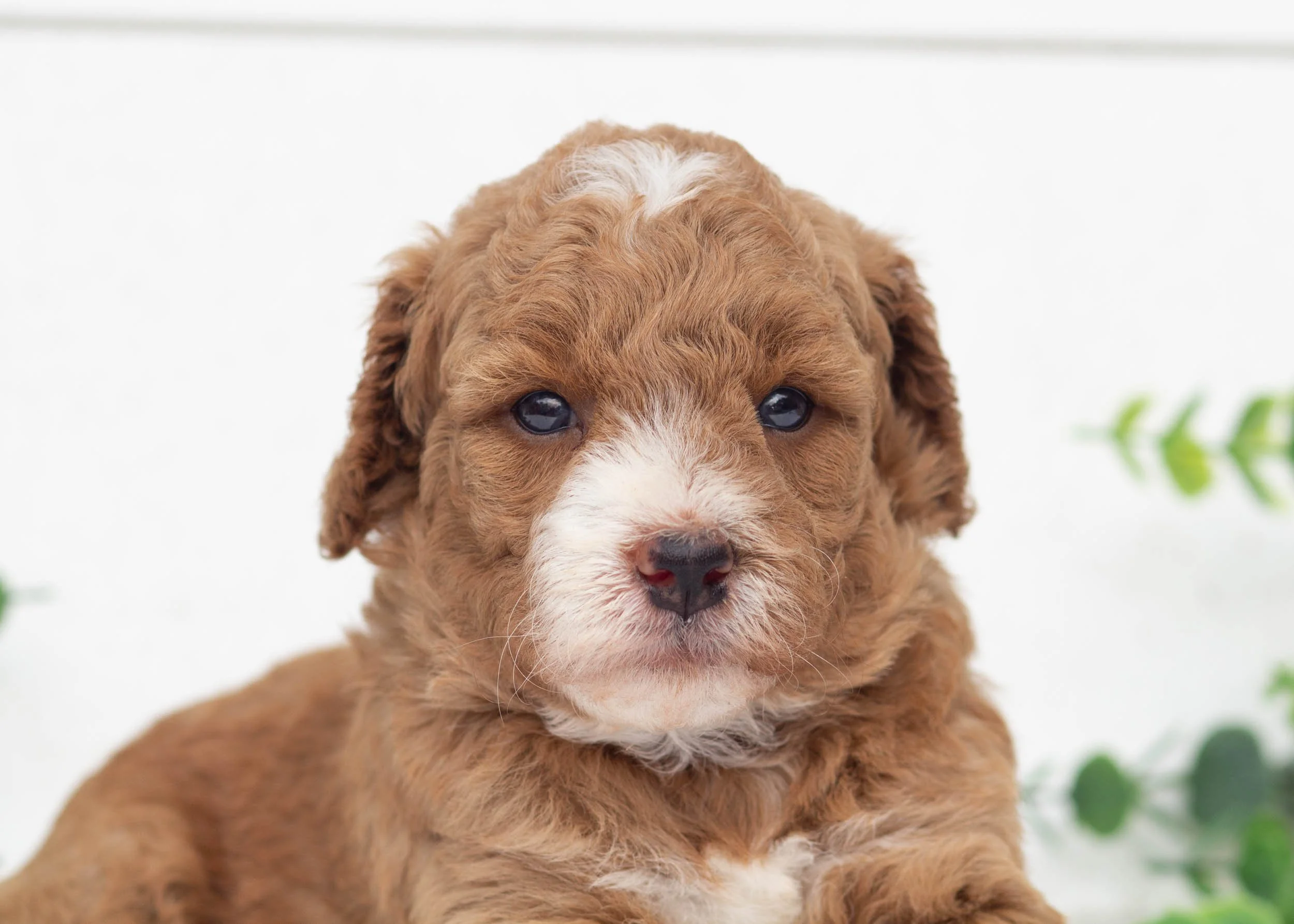 Lenny Goldendoodle For Sale(1).jpg