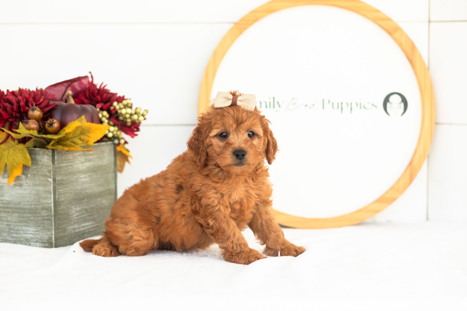 Tweed goldendoodle for sale.jpg