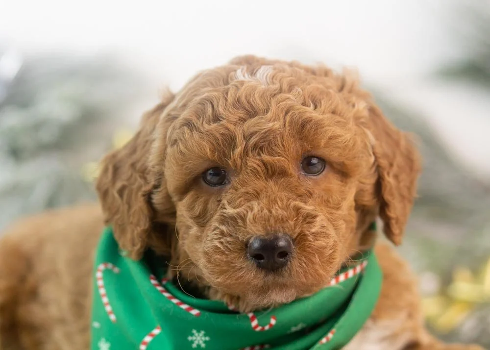 bandit goldendoodle for sale(2).jpg