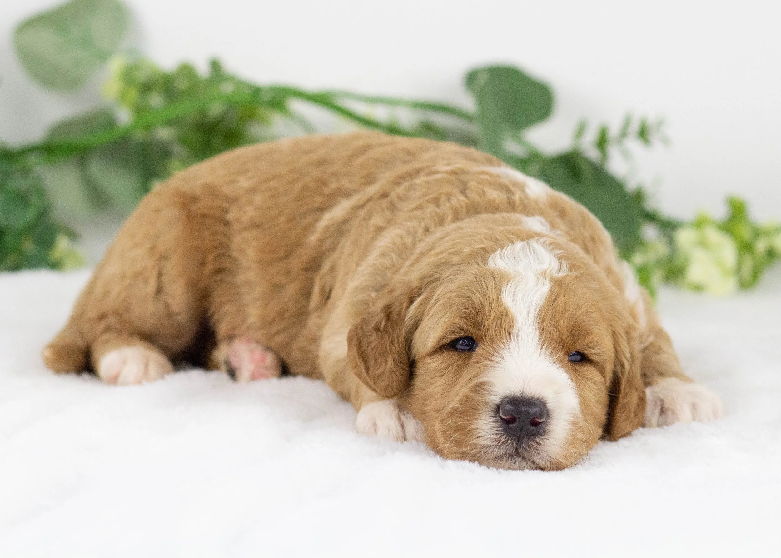 Eagle goldendoodle for sale(2).jpg