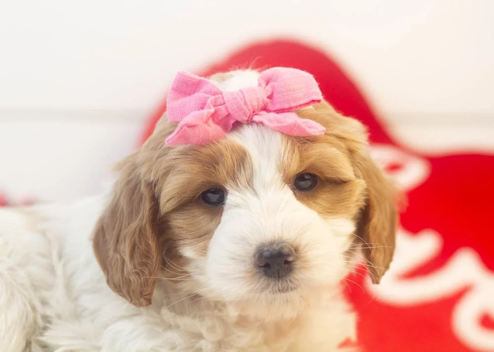 Annie goldendoodle for sale(2).jpg