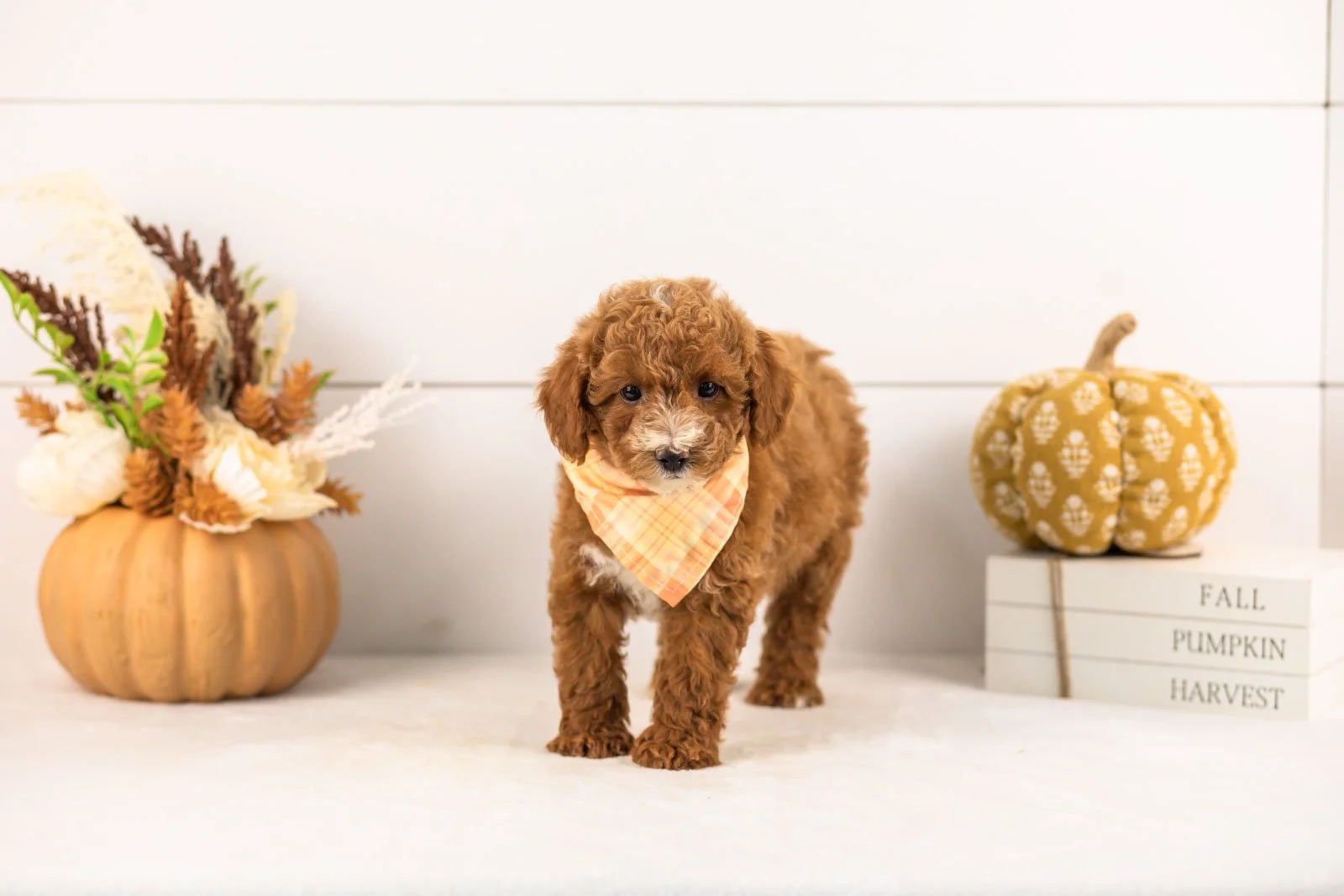 Secretariet goldendoodle for sale 3.jpg