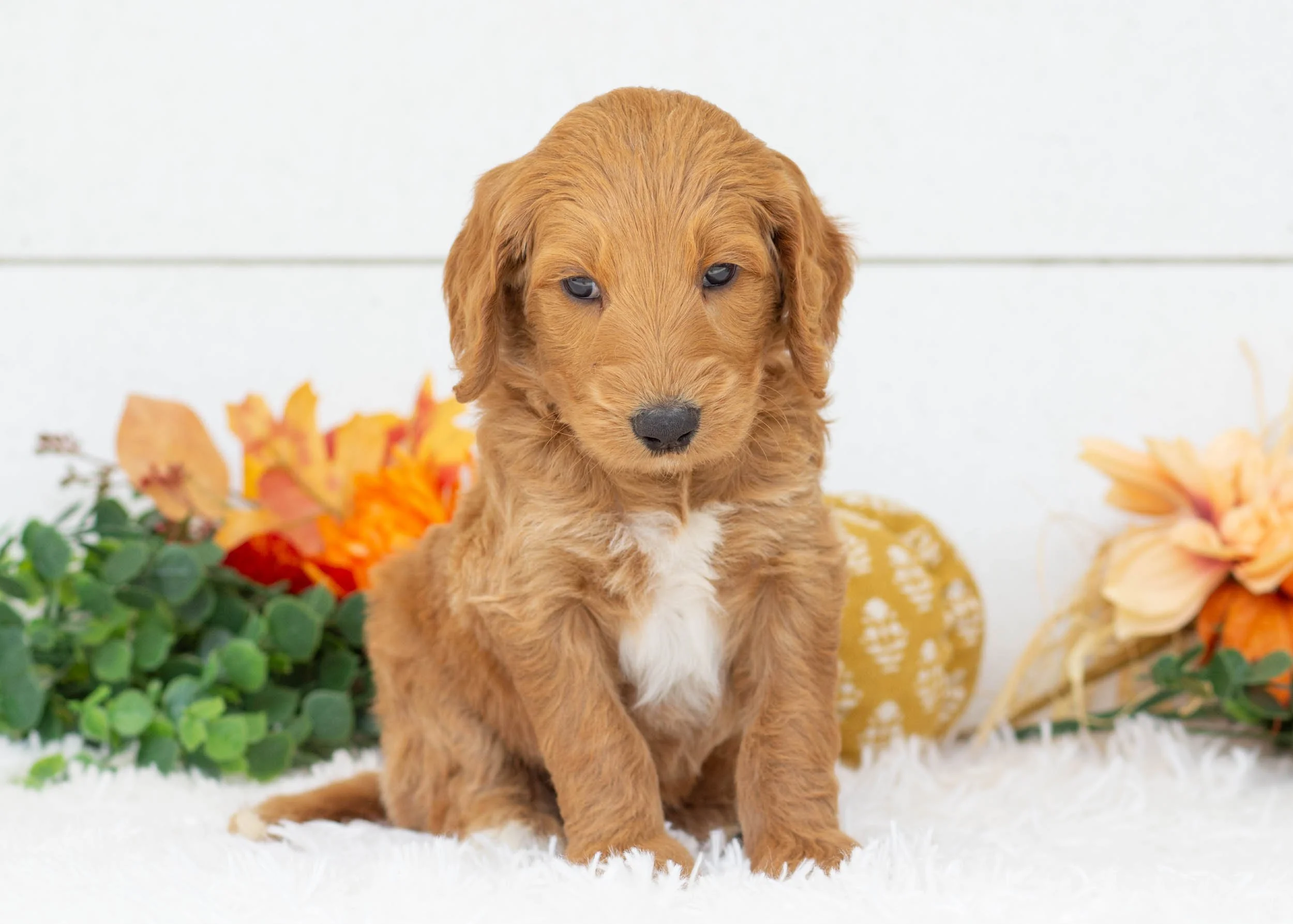 Fred goldendoodle for sale(1).jpg