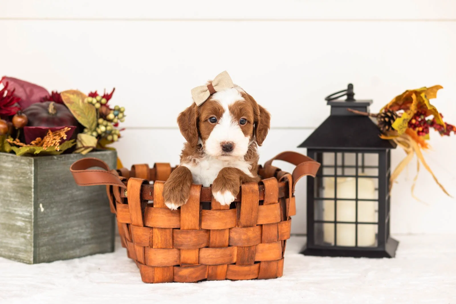 Ruffian goldendoodle for sale 1.jpg